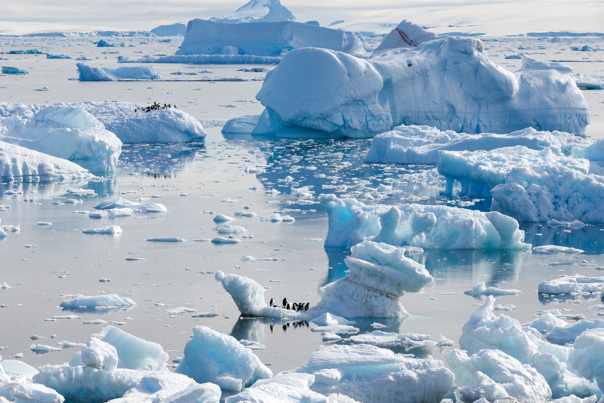 Penguins gathered on sculpted icebergs in glassy polar water